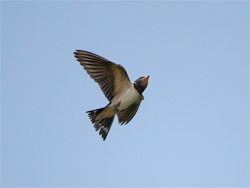 Image - Barn swallow